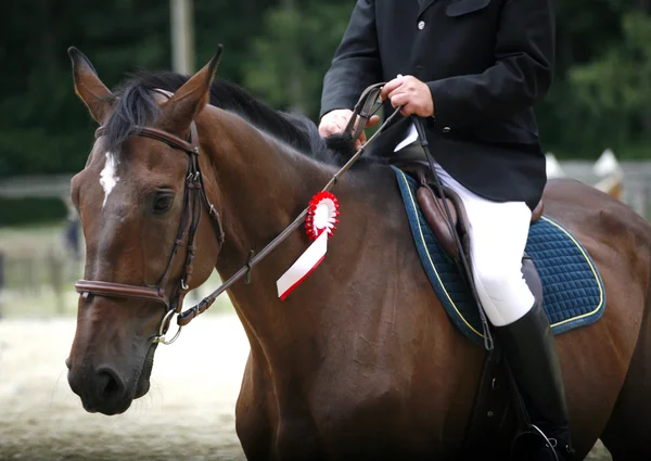 Dressage cavallo al galoppo con il suo fiero cavaliere — Foto Stock