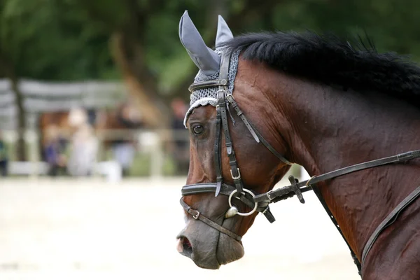 Hoofd shot van een springende paard tijdens de training — Stockfoto