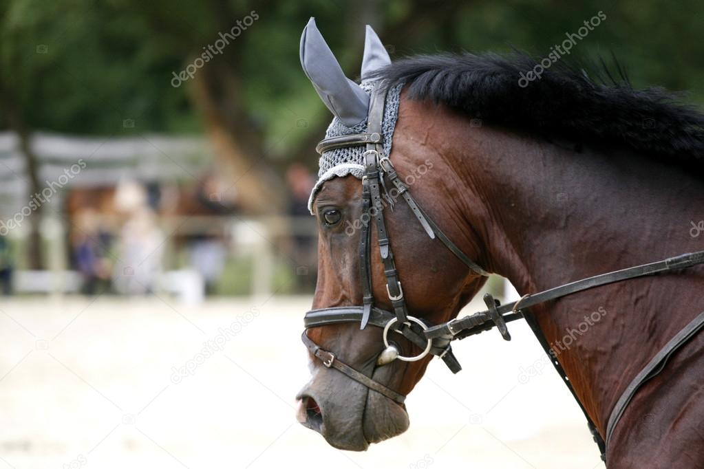 Head shot of a jumping horse during training