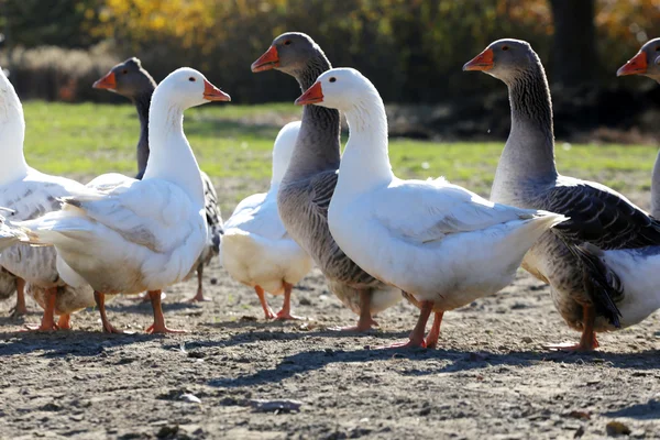 Troupeau d'oies dans un pré vert en milieu naturel — Photo