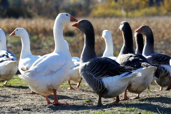 Genç kazlar kümes hayvanları yarda yaz üzerinde otlatma — Stok fotoğraf