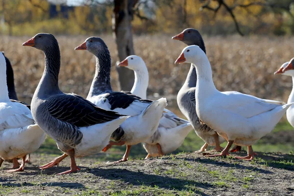 Rebanho de gansos pastando no lado do lago em ambiente natural — Fotografia de Stock