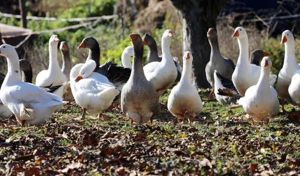 Contexte naturel avec des volailles domestiques à la ferme — Photo