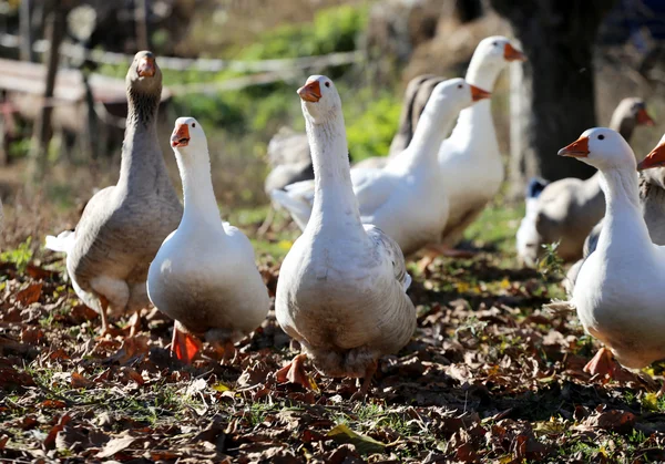 Beyaz ve gri yerli kaz grubu — Stok fotoğraf