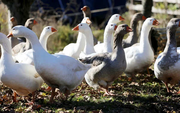 Geeses doğal ortamda grup — Stok fotoğraf