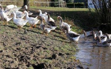 Küçük doğal göl kırsal sahne ayakta kaz