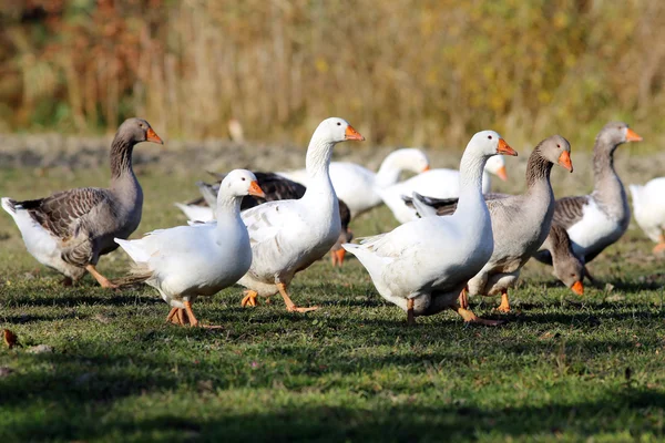 Flock of geese grazing on lake side in natural environment — Stock Photo, Image