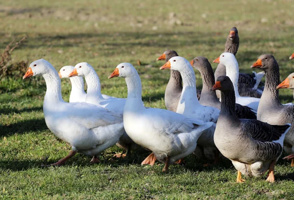 Groupe d'oies domestiques blanches dans la ferme avicole — Photo