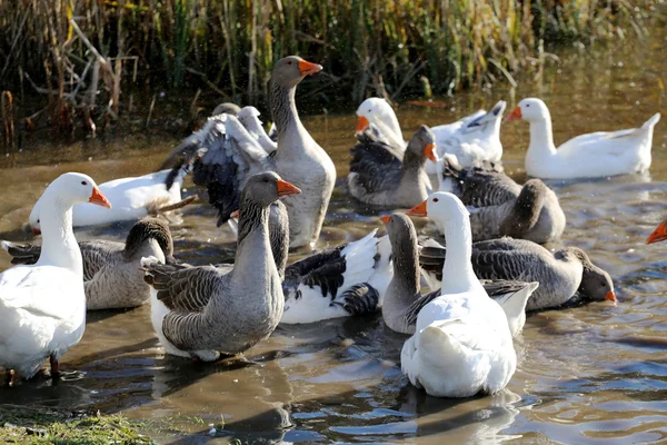 Marsh yeşil reed karşı diğer tarafına Yüzme kaz — Stok fotoğraf