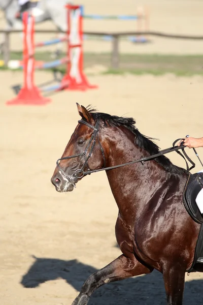 Saltar caballo canter a través de la pista —  Fotos de Stock