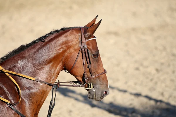 Cabeza de un hermoso caballo de carreras joven durante el entrenamiento — Foto de Stock