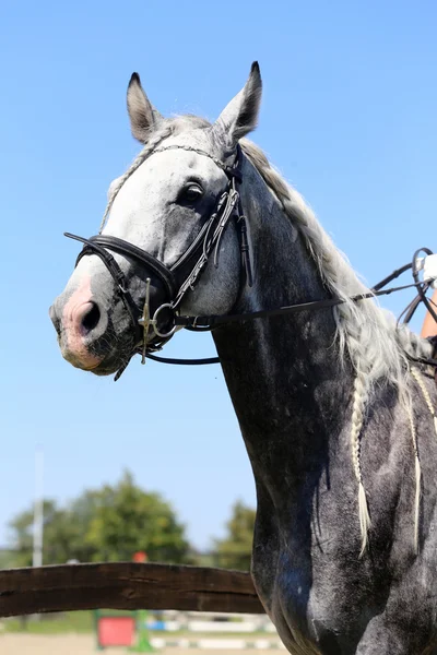 Vue latérale portrait de cheval gris avec belle crinière tressée contre — Photo