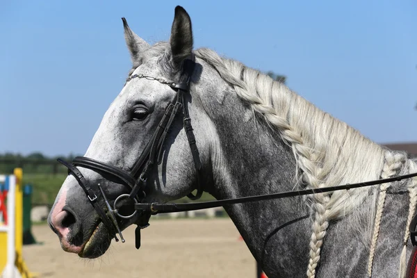 Vue latérale portrait de cheval gris avec belle crinière tressée contre — Photo