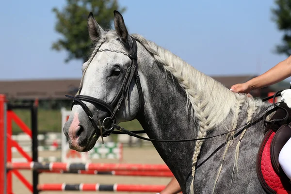 Tressage fournit un look esthétique attrayant pour un saut — Photo