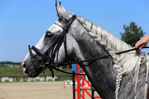 Portrait latéral de cheval sautant gris avec belle crinière tressée — Photo