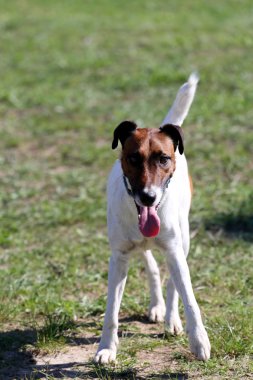 Düz tilki korkunç parkta duruyor