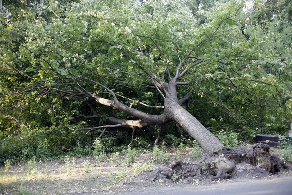 Árvore caída no parque — Fotografia de Stock