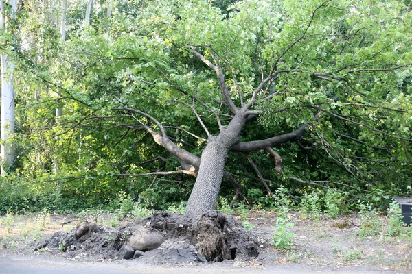 Fallen tree in the park — Stock Photo, Image