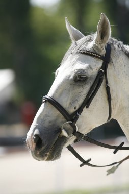 At baş portre portre binicilik atlama eğitimi