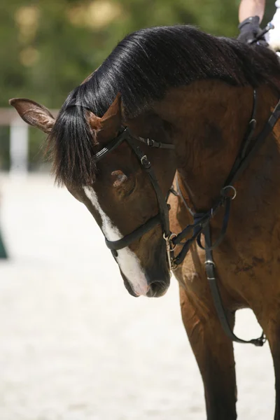 Cabeza-tiro de un caballo saltador espectáculo durante la competencia —  Fotos de Stock