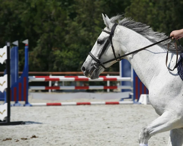 Cavallo da corsa galoppante criniera volante — Foto Stock