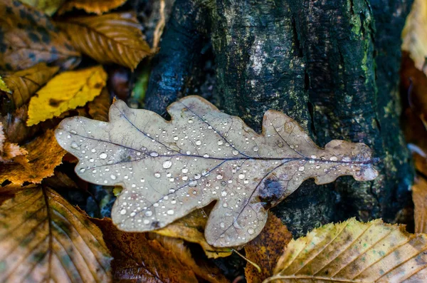 Bir damla suyla kaplanmış yaprak.