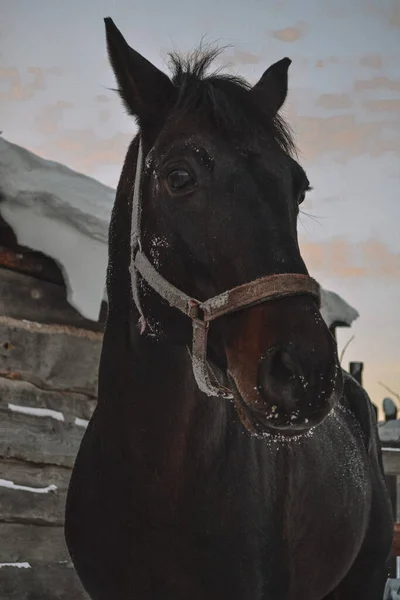 Anmutiges Nny Pferd Auf Dem Hintergrund Eines Verschneiten Stalls — Stockfoto