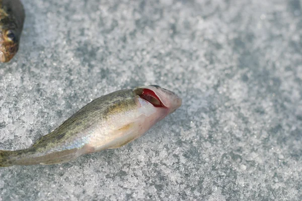 Levande fisk. röda gälar — Stockfoto