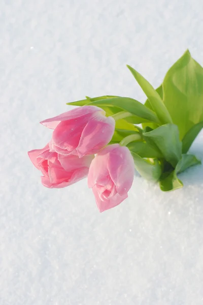 Cartão de primavera com tulipas na neve — Fotografia de Stock