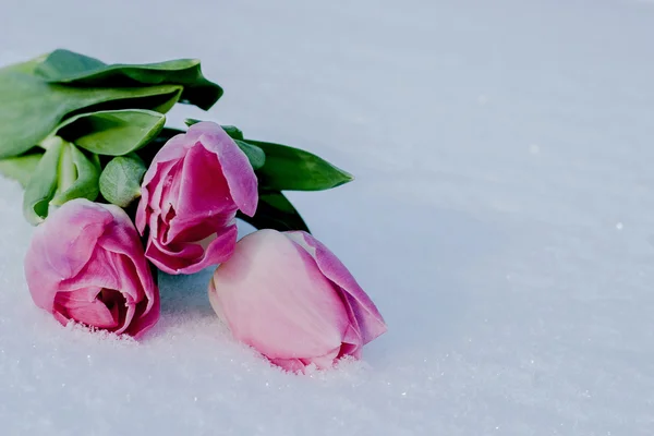 Cartão de primavera com tulipas na neve — Fotografia de Stock