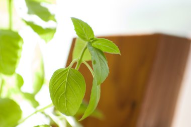 Güzel parlak kelebekler