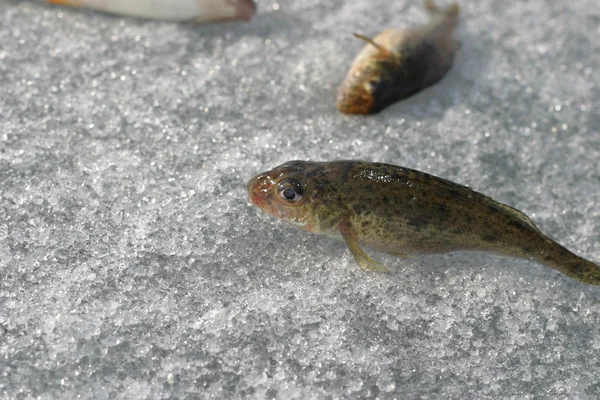 Риби на льоду — стокове фото