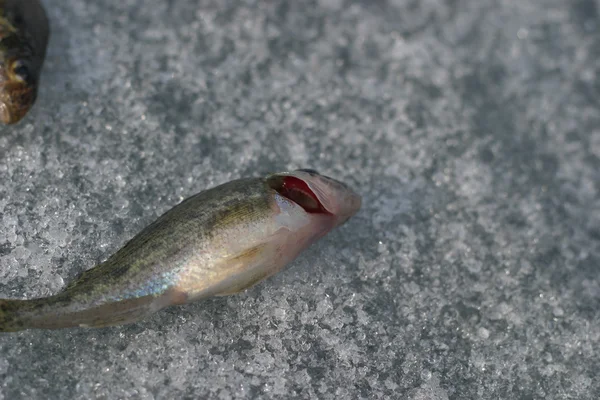 Live fish. red gills — Stock Photo, Image