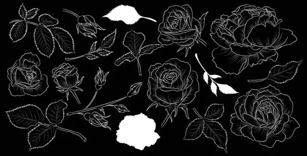 Conjunto Rosas Hojas Flores Dibujadas Mano Vector Aislado Planta Contorno — Archivo Imágenes Vectoriales
