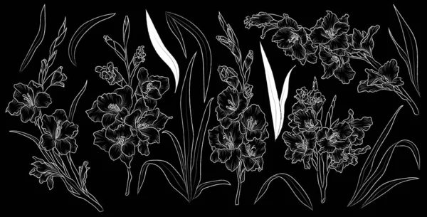 Conjunto Gladiolo Hojas Flores Dibujadas Mano Vector Aislado Planta Contorno — Archivo Imágenes Vectoriales