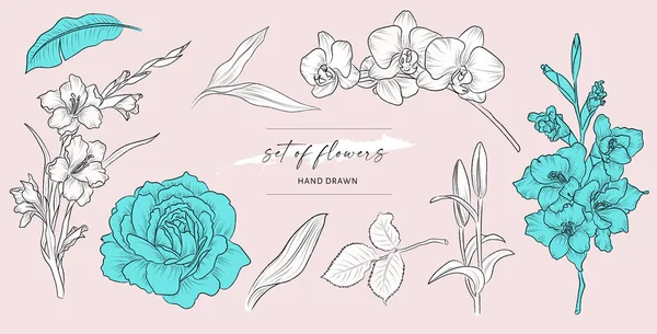 Conjunto Arte Dibujado Mano Flores Hojas Ilustraciones Aisladas Vector Planta — Vector de stock