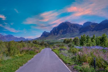 Franschhoek şarap vadisinde çiçekler ve mavi gökyüzü bulutu Güney Afrika Burnu 'nda altın bulut
