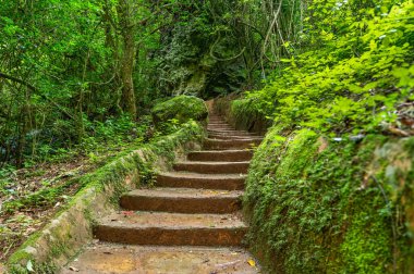 Mpumalanga Güney Afrika 'daki sık ormandaki taş patika.
