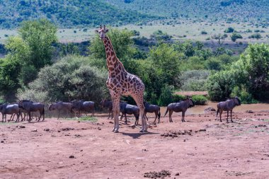 Su birikintisindeki mavi antiloplar ve büyük Afrika ormanları bozkırlarındaki Rothschild zürafası.