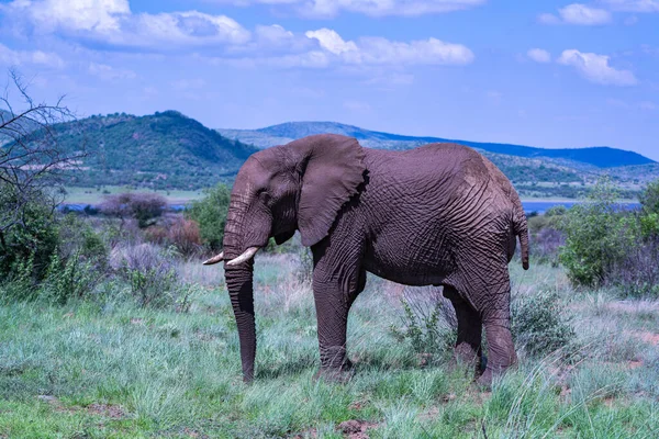 Elefante Africano Con Fango Protettivo Nel Loro Habitat Naturale — Foto Stock
