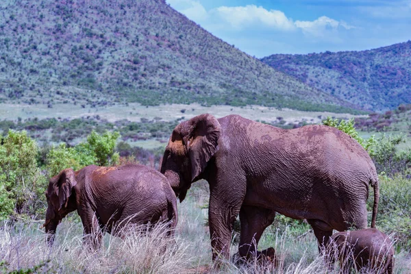 Elefante Africano Con Barro Protector Hábitat Natural — Foto de Stock