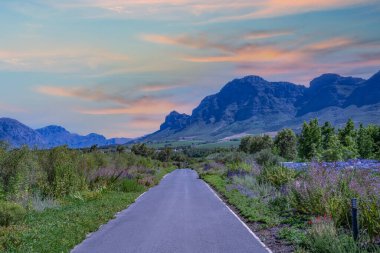Franschhoek şarap vadisinde çiçekler ve altın gökyüzü Batı Afrika Burnu 'nda