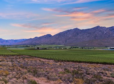 Hex River Vadisi şarap çiftlikleri ve Güney Afrika Burnu 'nda altın bulut gökyüzü olan dağlar