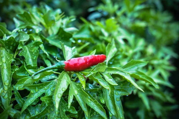 Chili Rojo Sobre Hojas Con Rocío Matutino Fondo Suave — Foto de Stock