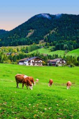 Almanya 'nın Bavyera kentindeki Ramsau köyündeki yuvarlanan tepelerde yemyeşil çimlerde otlayan sığırların dikey görüntüsü