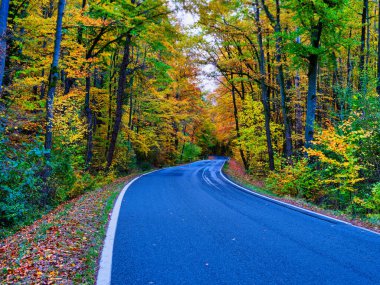 Sonbaharda Hainich Ulusal Parkı 'nın verimli kayın ormanlarından geçen dolambaçlı bir yol, canlı sonbahar renkleri sergiliyor. Thüringen, Almanya