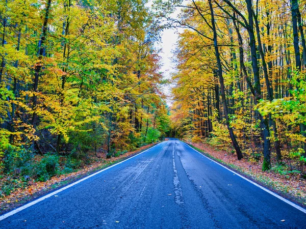 Manzaralı bir yol, Hainich Ulusal Parkı 'nda sarı, turuncu ve yeşil sonbahar yapraklarını gösteren canlı ve karışık bir ormanın içinden geçer. Almanya