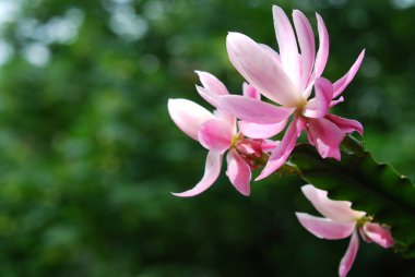 Çiçekli pembe orkide kaktüsü.