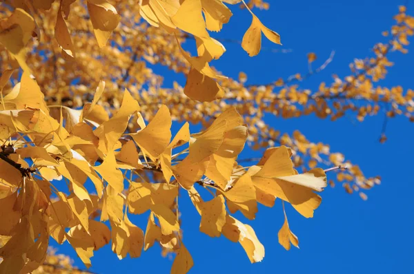 Ginkgo yaprağı sonbahar renkleri