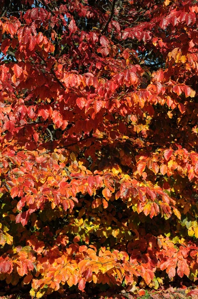 Kırmızı kayın arka plan